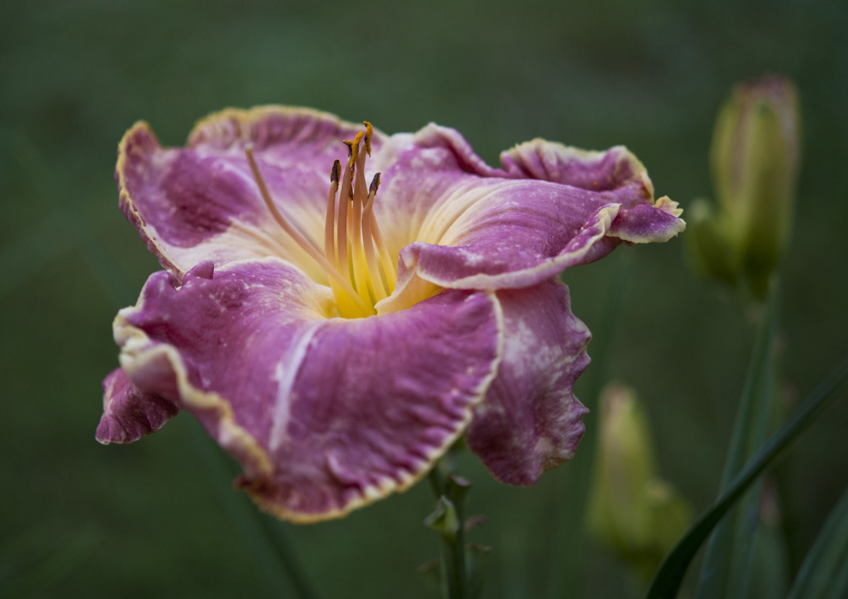 Davis Boxwood & Daylily Nursery